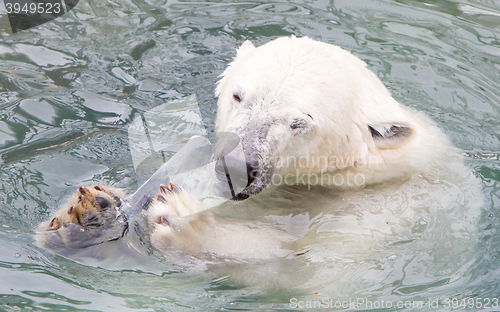 Image of Close-up of a polarbear (icebear)