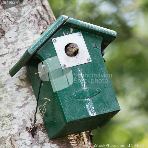 Image of Young sparrow sitting in a birdhouse