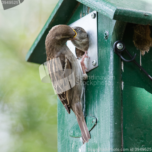 Image of Adult sparrow feeding a young sparrow