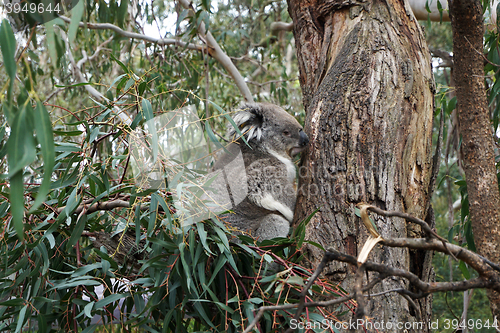 Image of Australian Koala Bear 