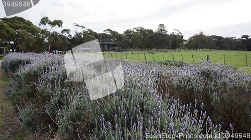 Image of Field of lavender flowers