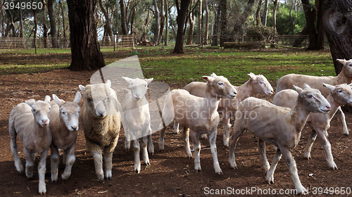 Image of White sheep in fence