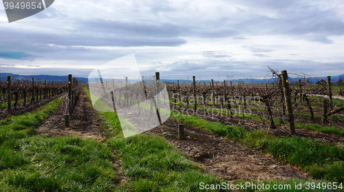 Image of Landscape with winter vineyard