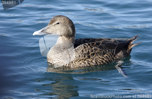 Image of Eider