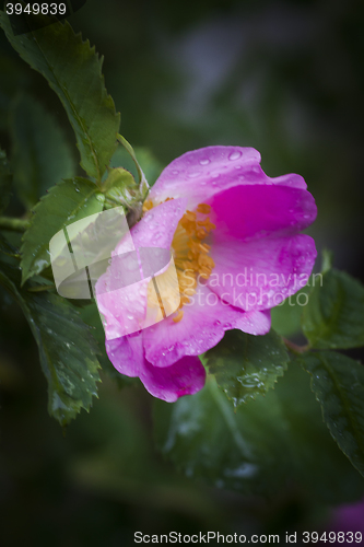 Image of rosa rugosa