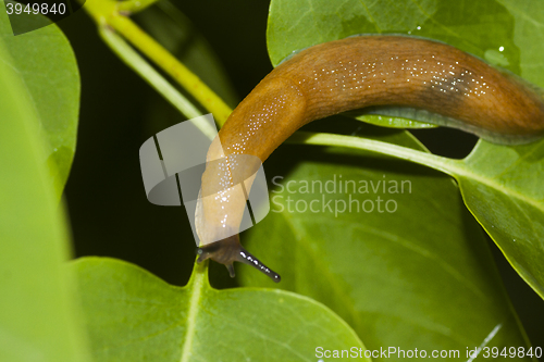 Image of slug