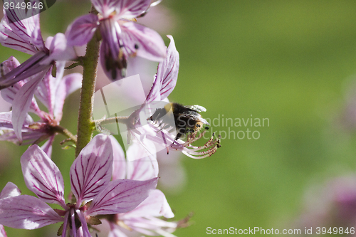 Image of bumble bee 