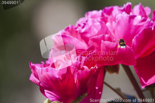 Image of bumble bee on the way