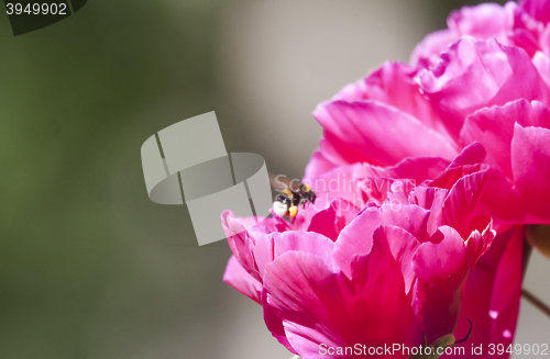 Image of peaony and bumble bee