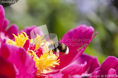 Image of peaony and pollinator