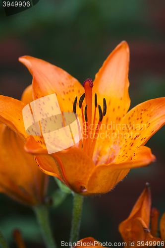 Image of orange lily