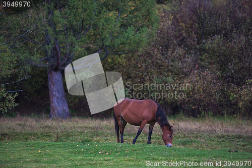 Image of Horses in mountain ranch