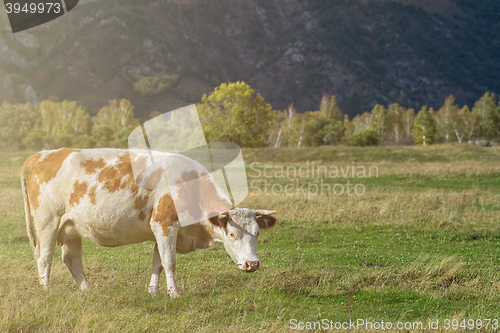 Image of Grazing cow in mountain ranch