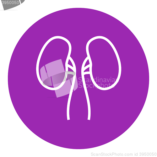 Image of Kidney line icon.