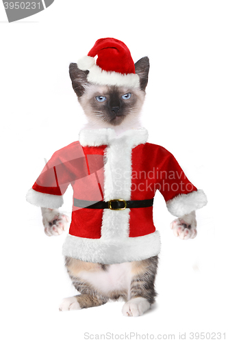 Image of Siamese Cat Wearing a Santa Claus Suit