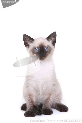 Image of Siamese Kitten on White Looking Mad