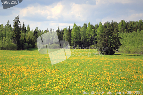 Image of Colorful Spring Meadow with Yellow Dandelions