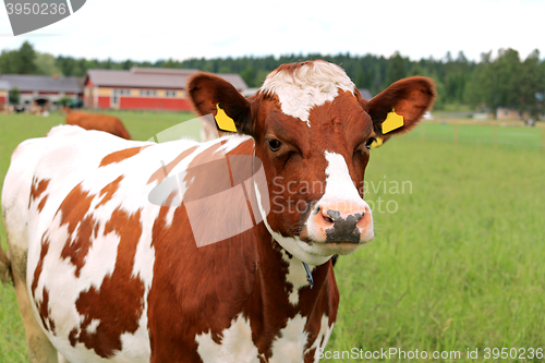 Image of Cool Cow on Green Field