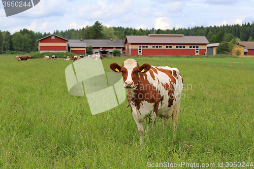 Image of Cow and Farmstead