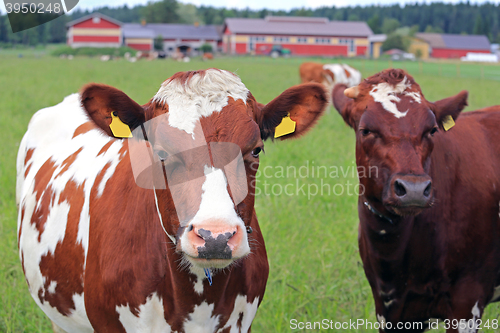 Image of Cool Cows on Green Field 