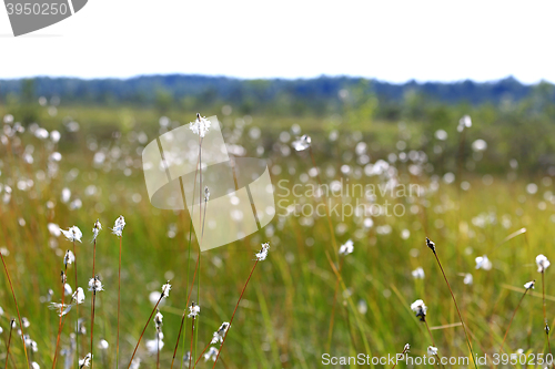 Image of Bog Landscape with Cottongrass