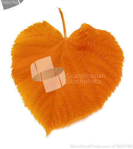 Image of Autumnal leaf on white