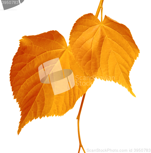 Image of Autumnal leaves on white