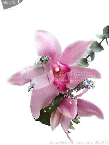 Image of Pink Orchid