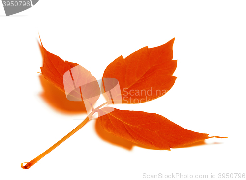 Image of Red autumn leaf