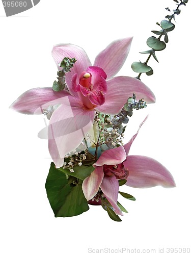 Image of Pink Orchids
