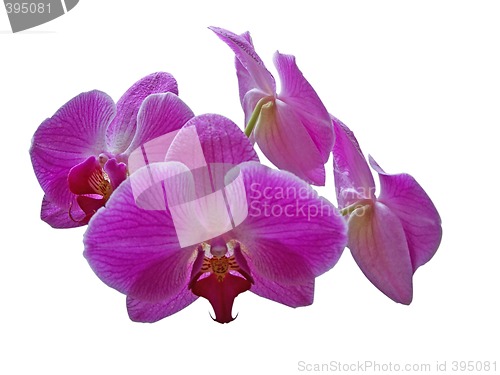 Image of Purple Orchid