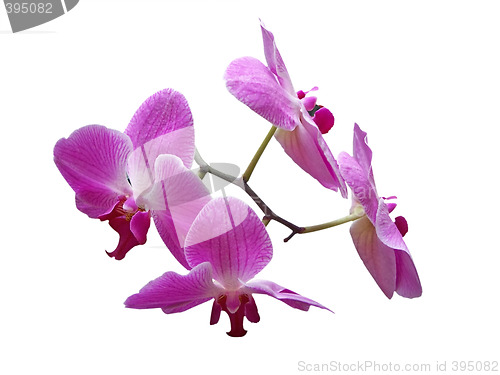 Image of Purple Phalaenopsis
