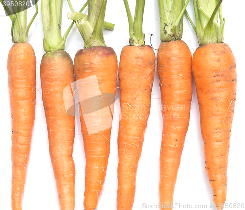 Image of raw ripe carrots