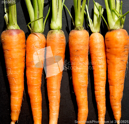 Image of raw ripe carrots