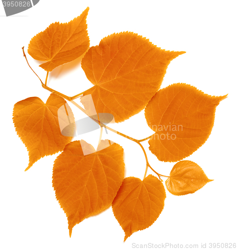 Image of Autumn tilia leafs on white background