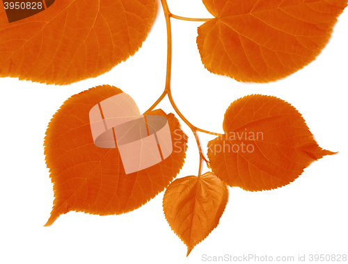Image of Autumnal linden-tree leafs