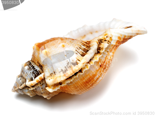Image of Shell of frog snail (Tutufa bubo)