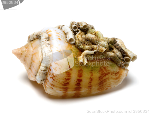 Image of Shell of cone snail