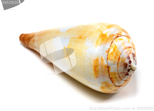 Image of Seashell on white background