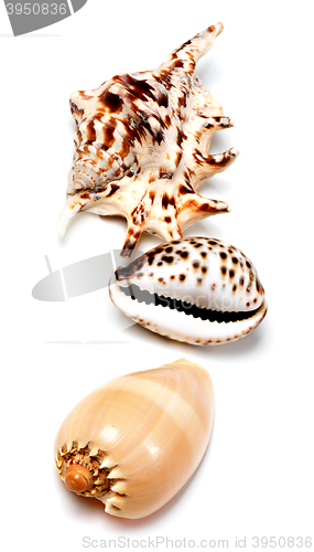 Image of Three seashells on white