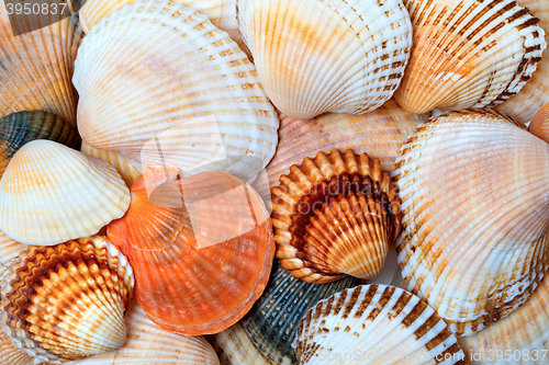 Image of Shells of anadara and scallops