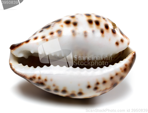 Image of Shell of Cypraea tigris