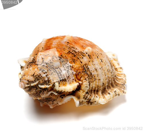 Image of Shell of frog snail (Bursa bubo)