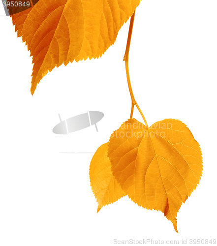 Image of Yellowed autumnal leaves 