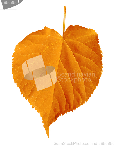 Image of Autumn linden-tree leaf isolated on white