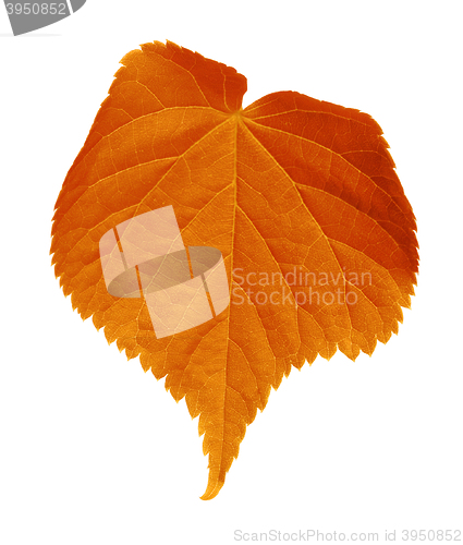 Image of Autumn tilia leaf