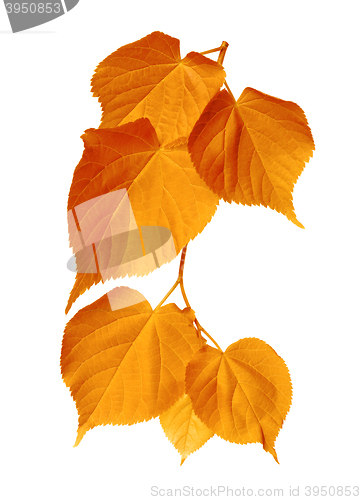 Image of Autumn sunlight leafs 