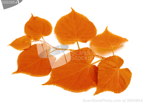 Image of Autumn sprig of linden-tree