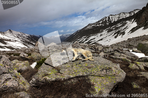 Image of Dog sleeping on big stone in mountains