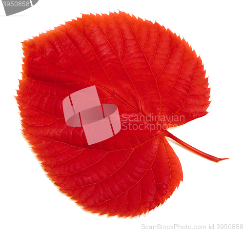 Image of Red autumn leaf on white